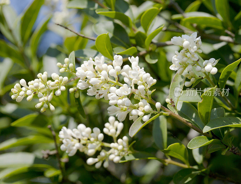 普里维特 （利古斯特鲁姆庸俗）